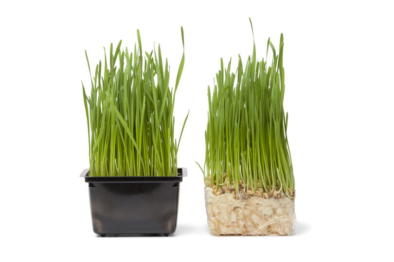 When to plant grass